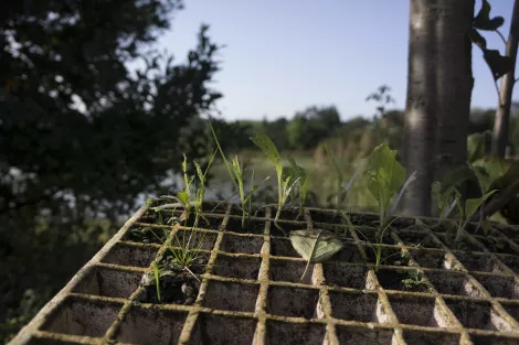 Planting the seeds of sustainable living Planting the seeds of sustainable living