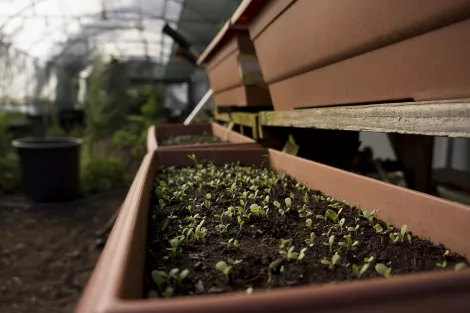 more seeds for growth more seeds for growth