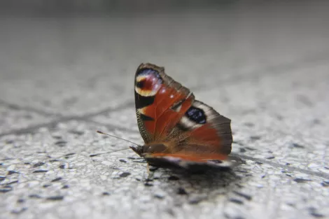 Butterfly at the end of its live span