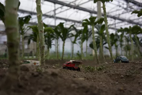 Kale plants at the greenhouse at Stone Barns, New York, USA Kale plants at the greenhouse at Stone Barns, New York, USA
