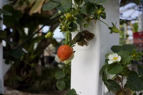 Strawberries grown in hydroponic Strawberries grown in hydroponic