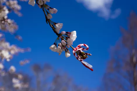 A wish tied onto a branch of a tree in Washington DC A wish tied onto a branch of a tree in Washington DC
