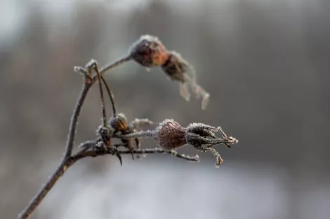 Winter Hips