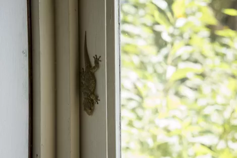 Gecko Gecko
