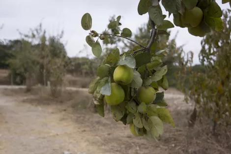 Apples, plenty of Apples, plenty of