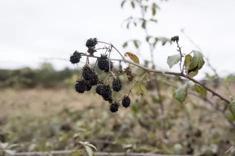 Blackberries Blackberries