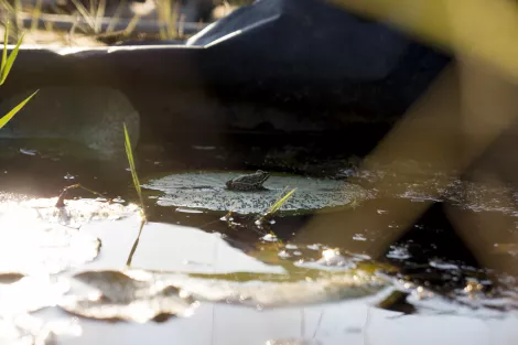 A frog sitting on a leaf in a pond A frog sitting on a leaf in a pond
