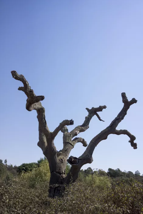 The old oak The old oak