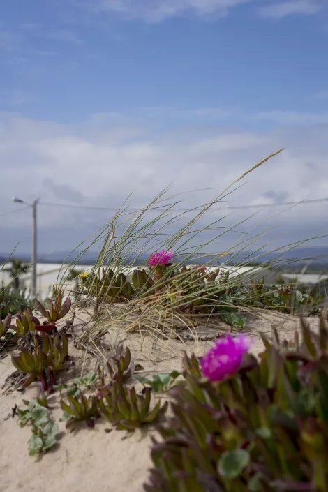 Flowers at the beach of Faro, Portugal Flowers at the beach of Faro, Portugal