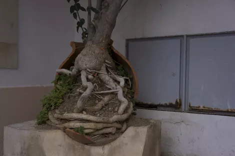 A trees roots grown outside the pot A trees roots grown outside the pot