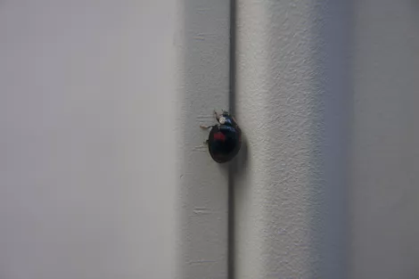 a small ladybird during a rainy day a small ladybird during a rainy day